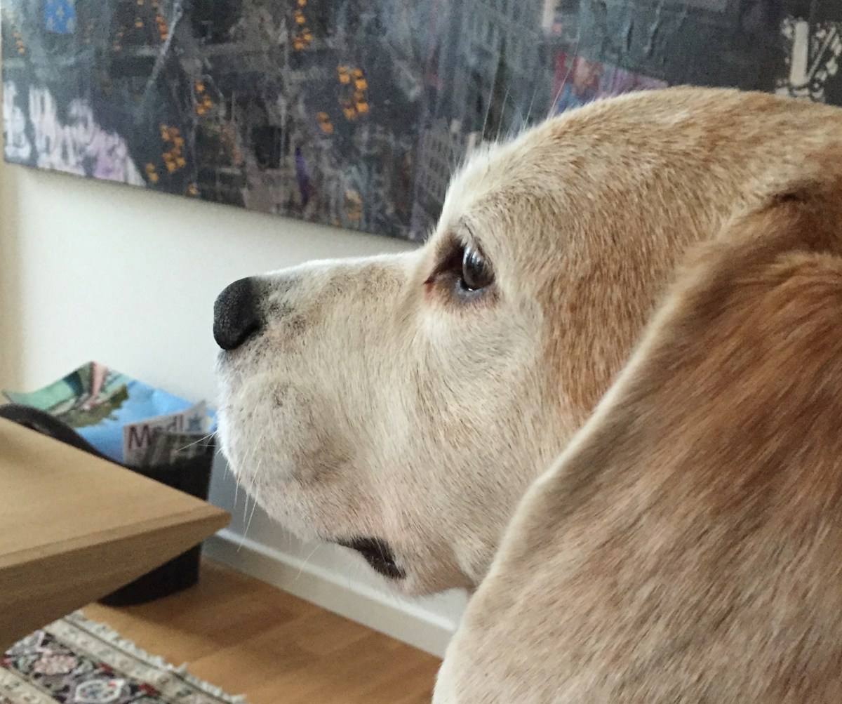 And then the dog&nbsp;said…